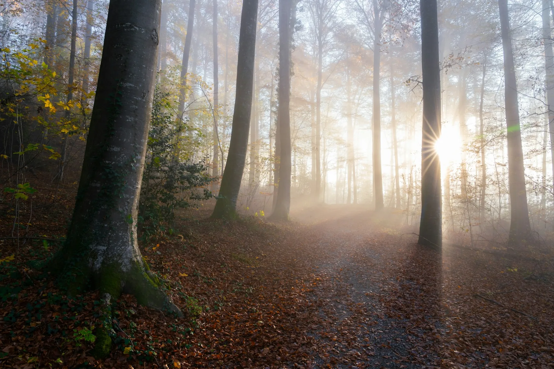 Forêt brumeuse dans la lumière du matin